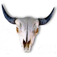 southwestern-buffalo-skull